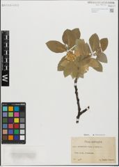Foto von Salix glandulifera Flod. x Salix lanata L.